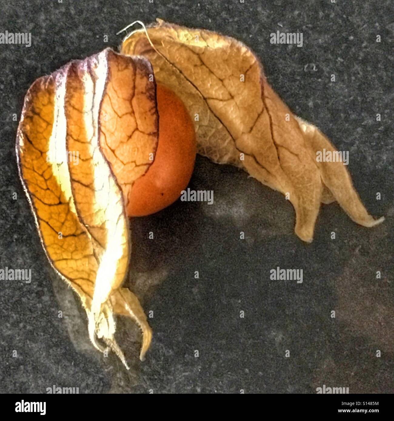 Cape gooseberry. Physalis peruviana - Smartphone Captured Stock Image