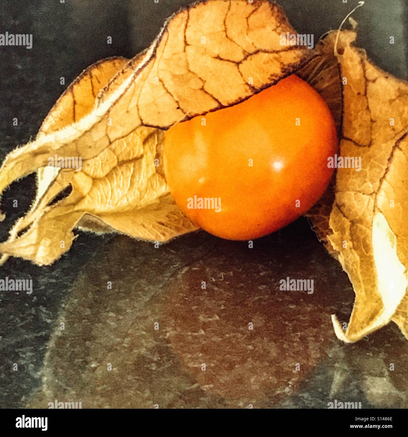 Cape gooseberry. Physalis peruviana - Smartphone Captured Stock Image