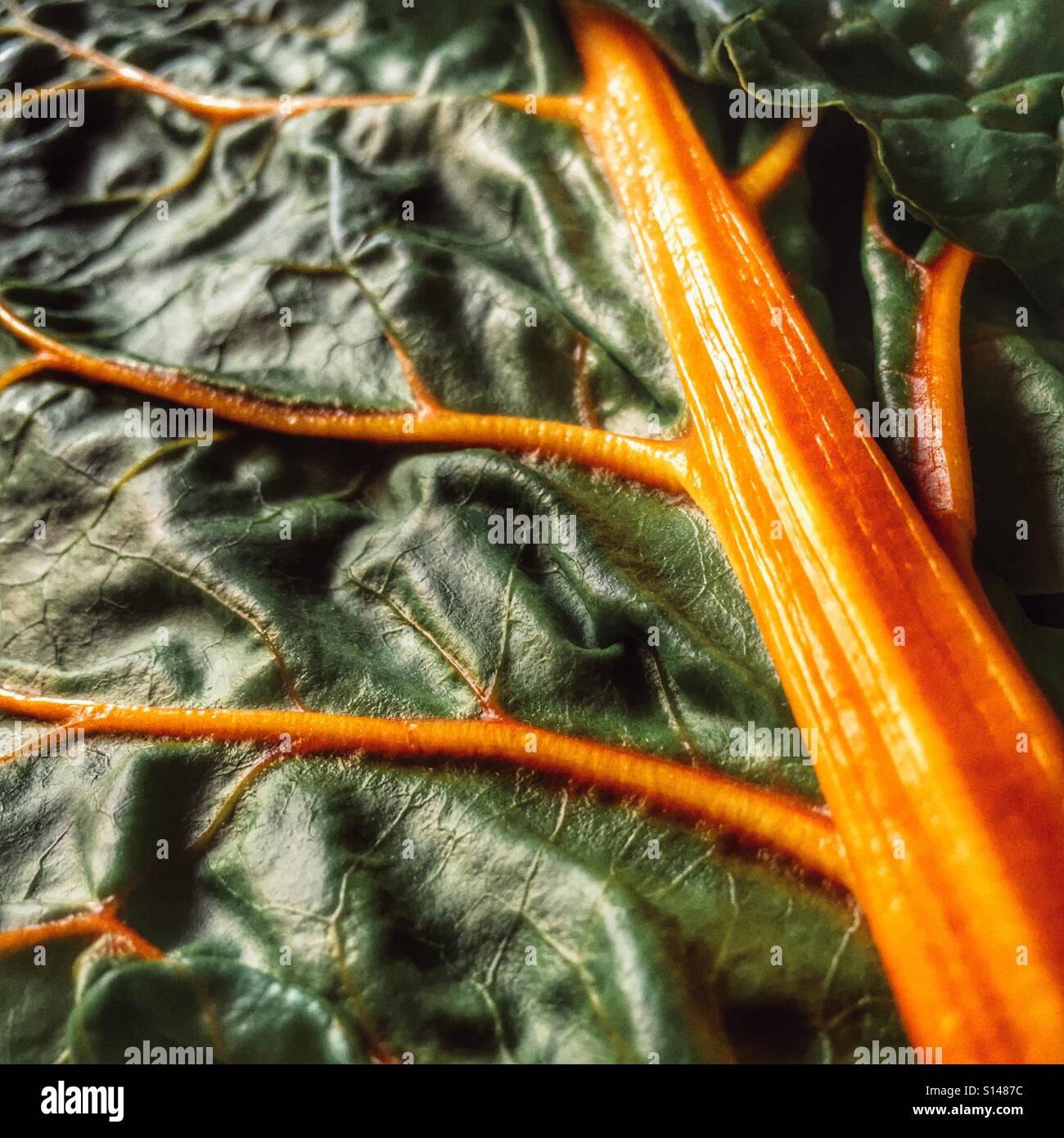 Swiss chard, close up Stock Photo Alamy