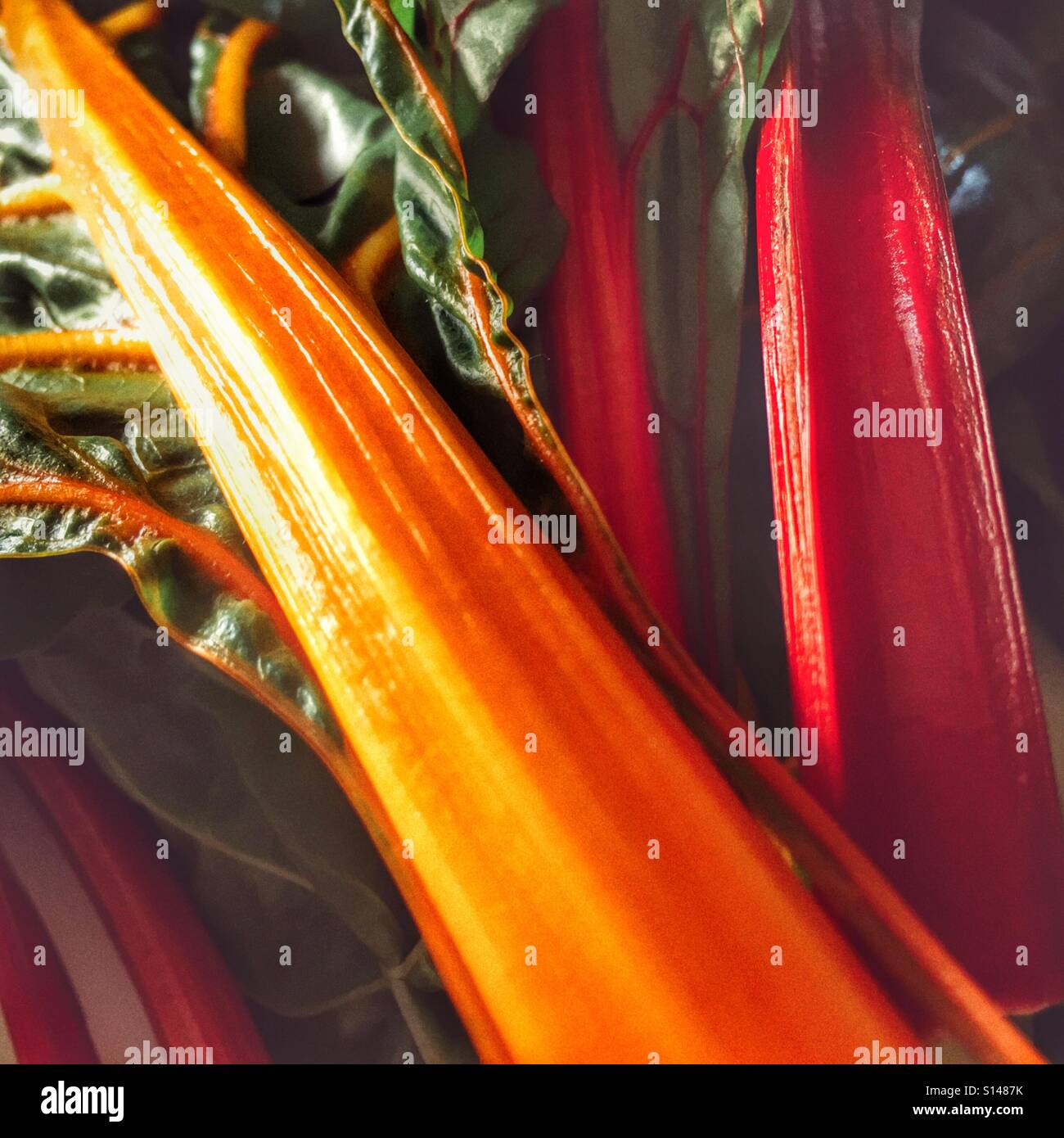 Swiss chard - Smartphone Captured Stock Image