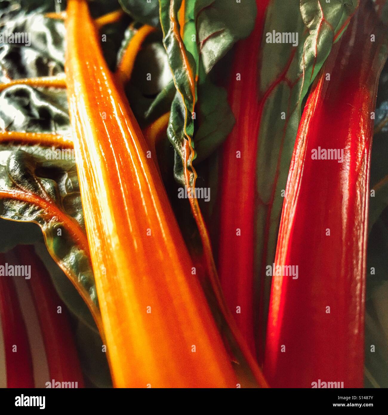 Swiss chard - Smartphone Captured Stock Image