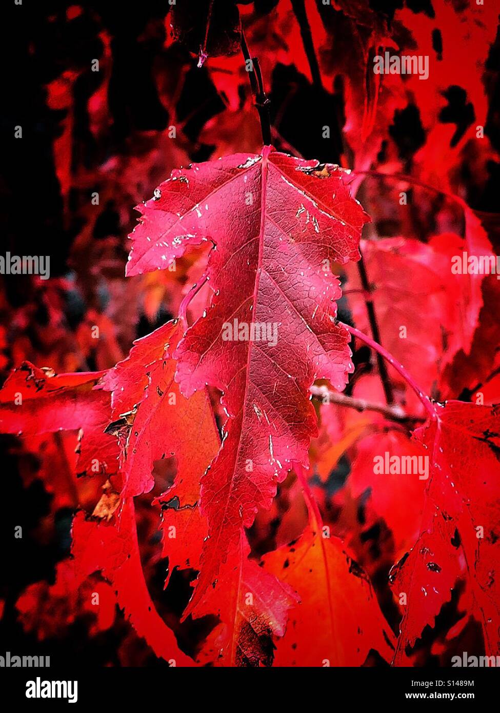 Fall colours of a shrub maple - Smartphone Captured Stock Image