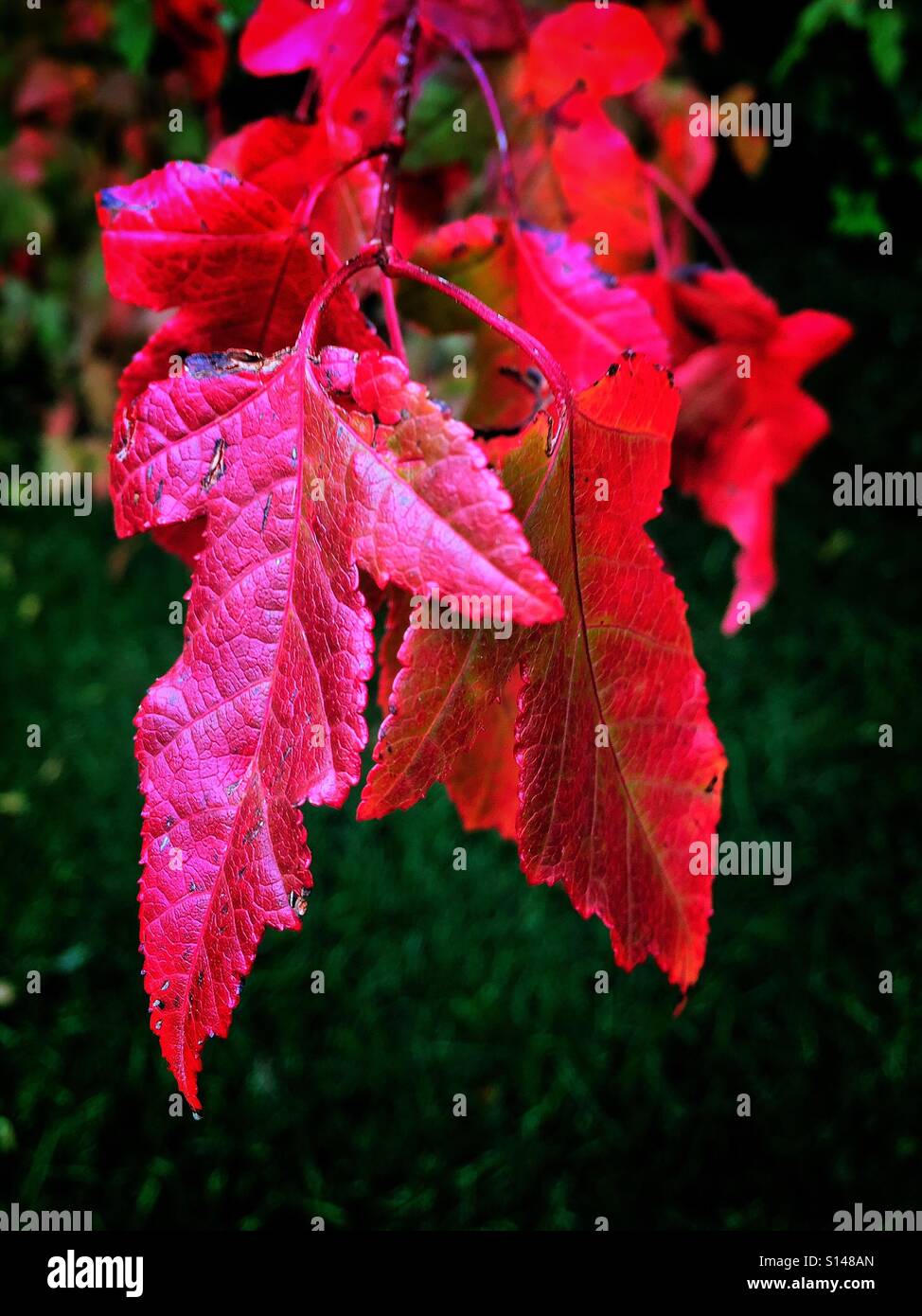 Autumn leaves - Smartphone Captured Stock Image