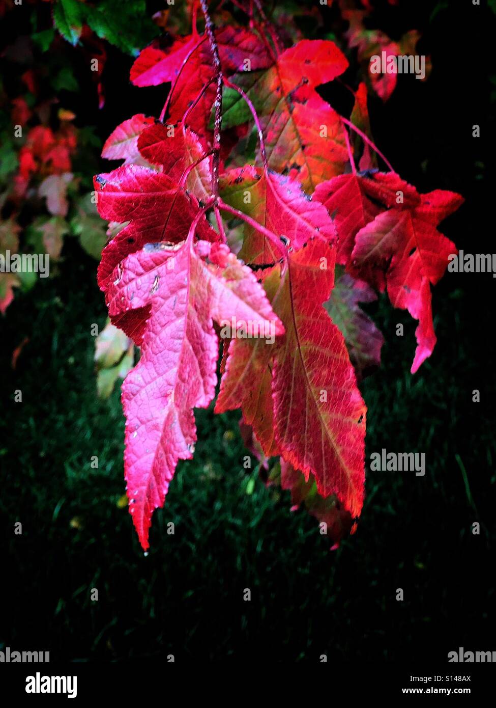 Red leaves of fall - Smartphone Captured Stock Image