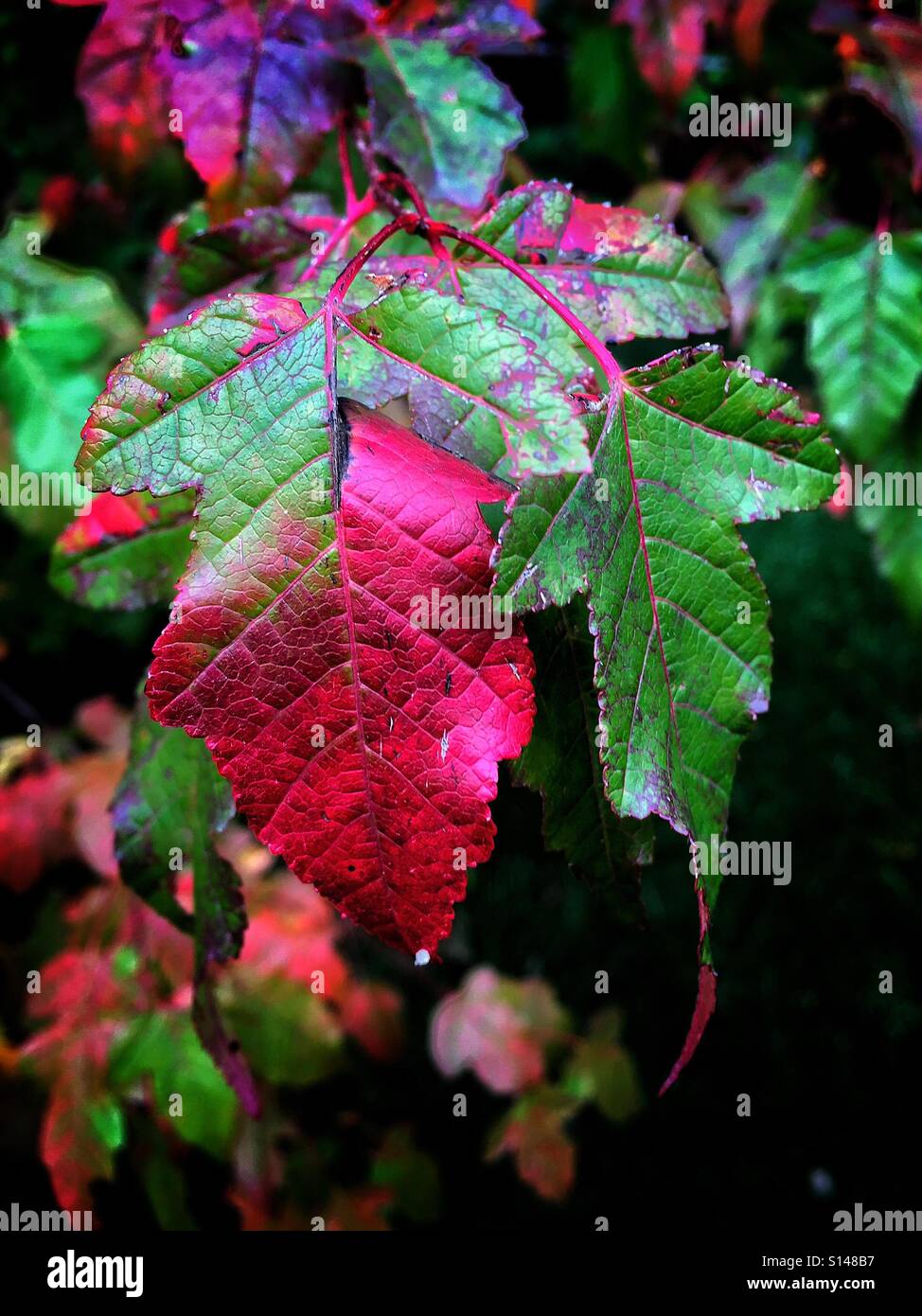 Green and red of early autumn - Smartphone Captured Stock Image
