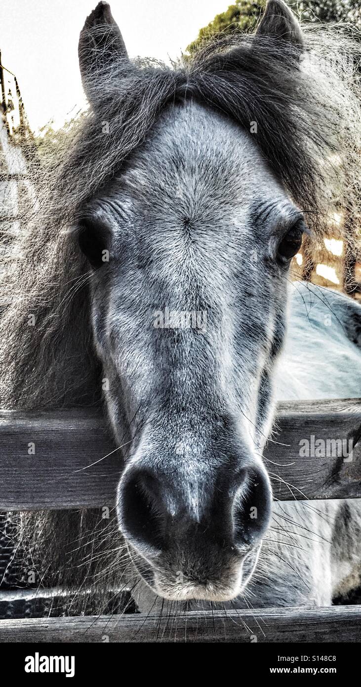 Falabella miniature horse, portrait Stock Photo