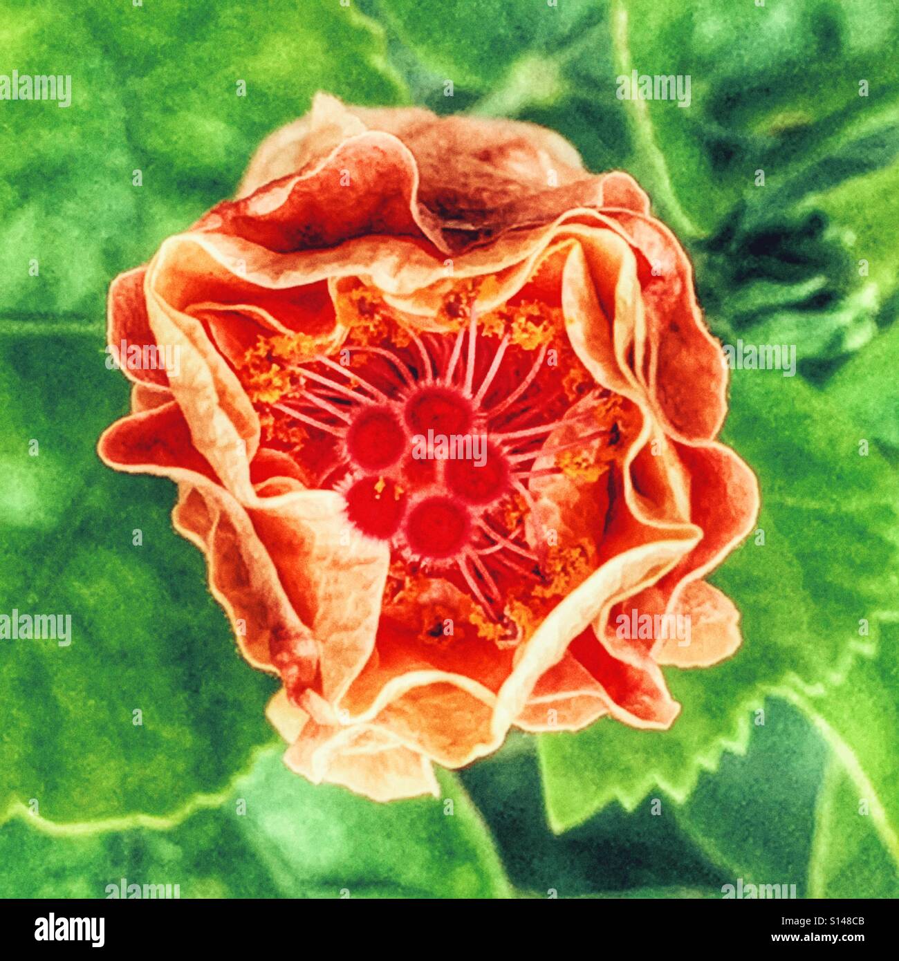 Hibiscus flower bud, opening Stock Photo Alamy