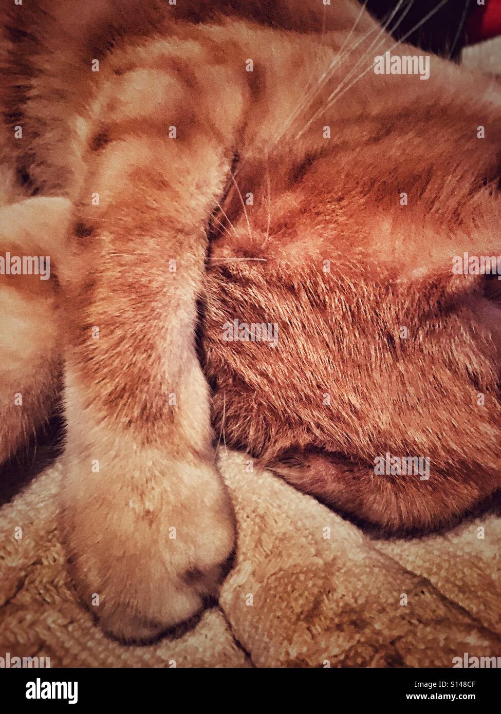 Ginger cat asleep with paw over face - Smartphone Captured Stock Image