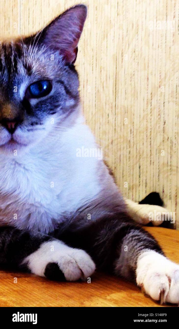 Snowshoe cat hi-res stock photography and images - Alamy
