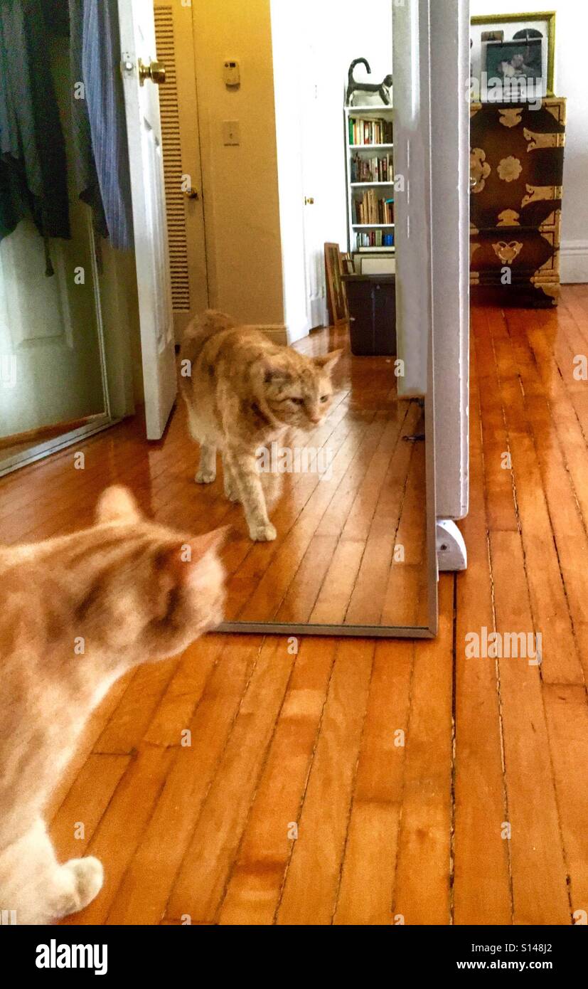 Cat in the mirror - Smartphone Captured Stock Image