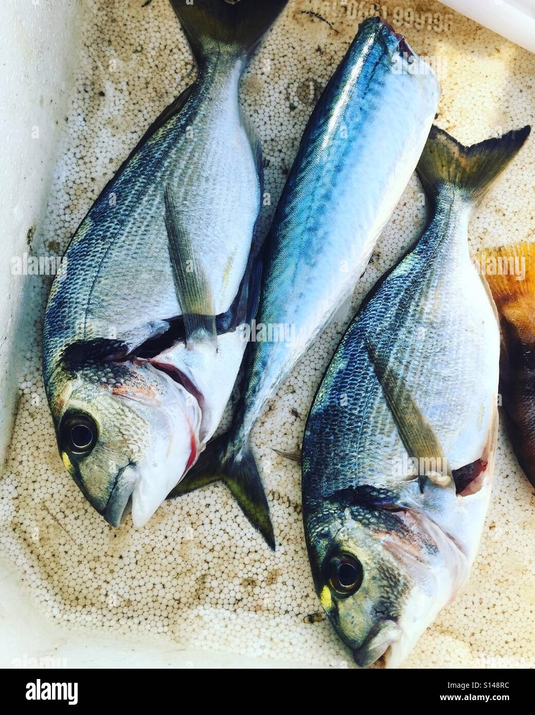 Fresh caught dorade fish and mackerel Stock Photo