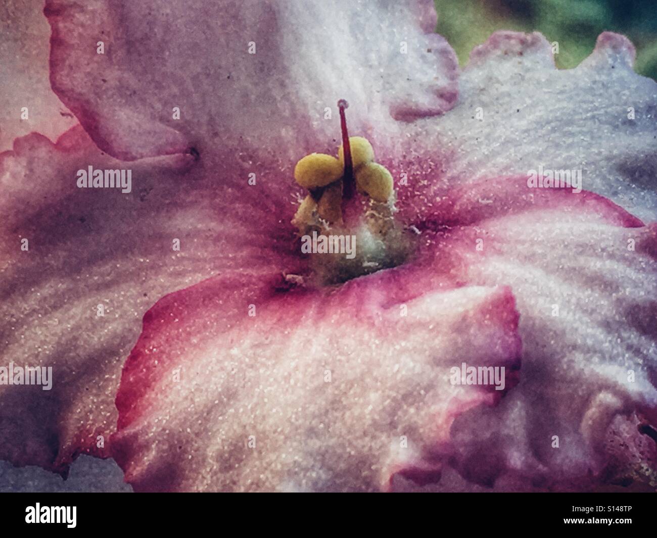 Violet, flower - Smartphone Captured Stock Image