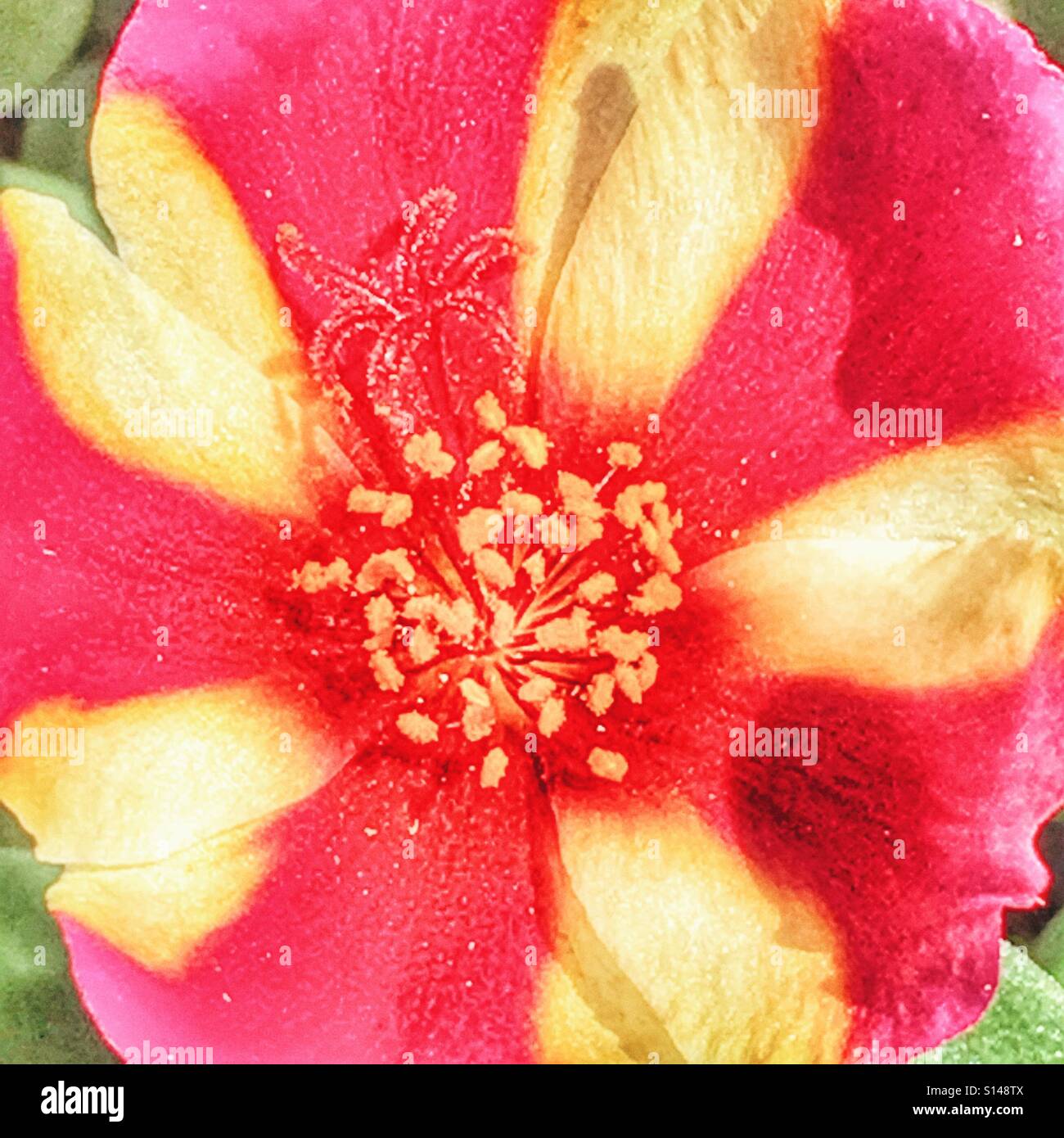Portulaca 'Purple Cross' - Smartphone Captured Stock Image