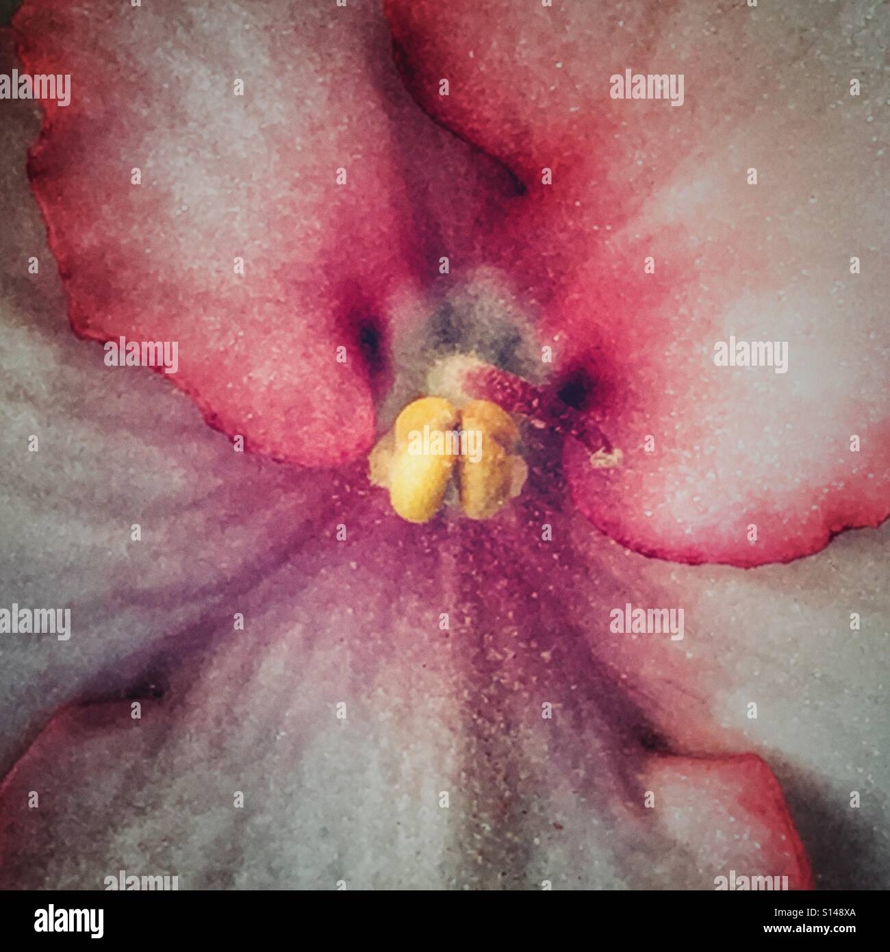 Violet, close up - Smartphone Captured Stock Image