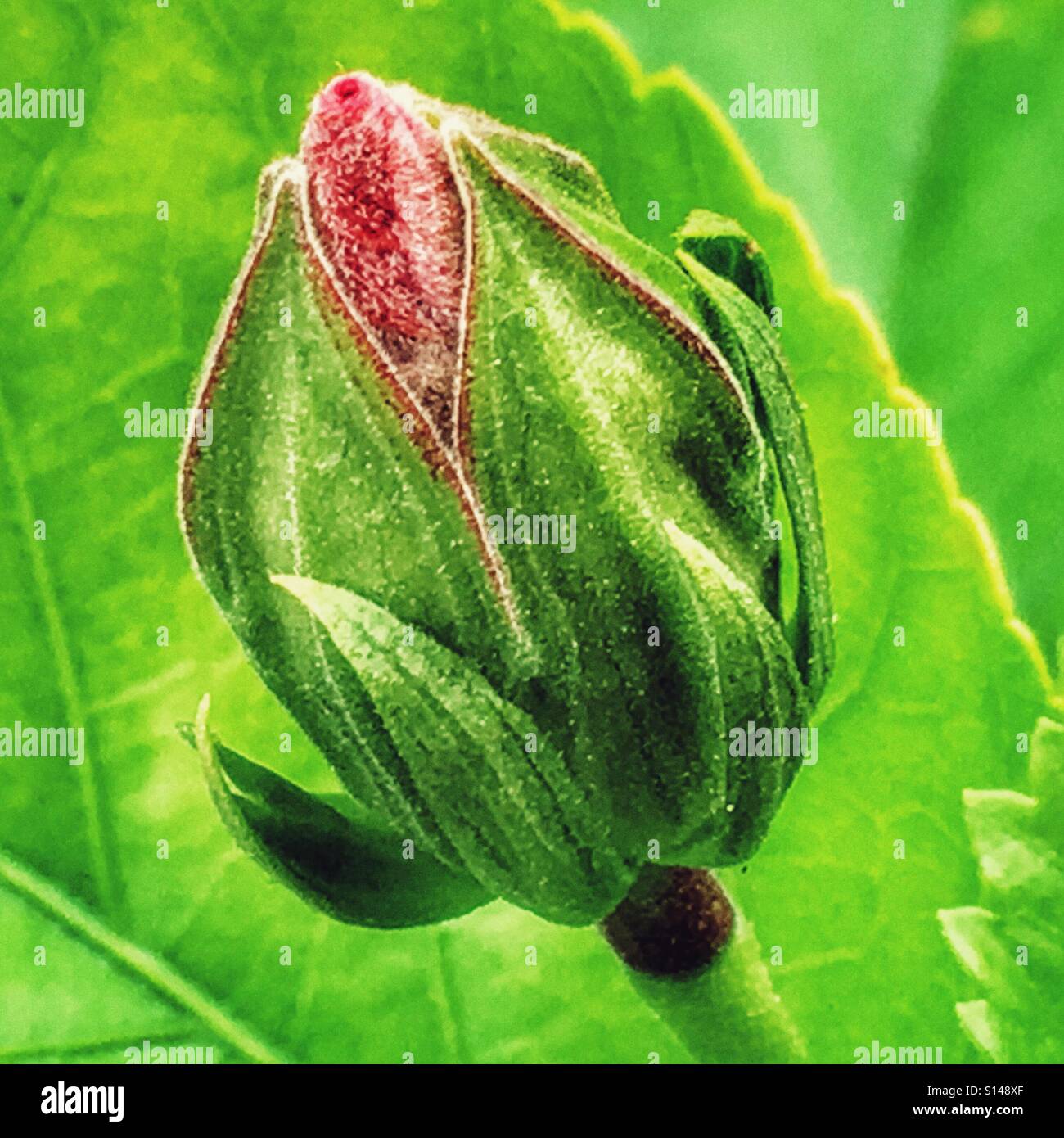Hibiscus flower bud - Smartphone Captured Stock Image