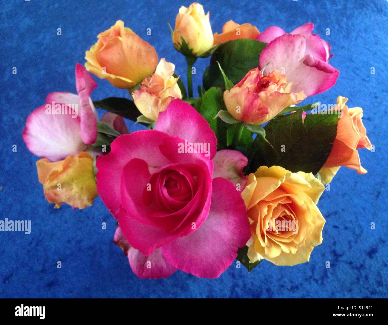Colorful roses with blue background. - Smartphone Captured Stock Image