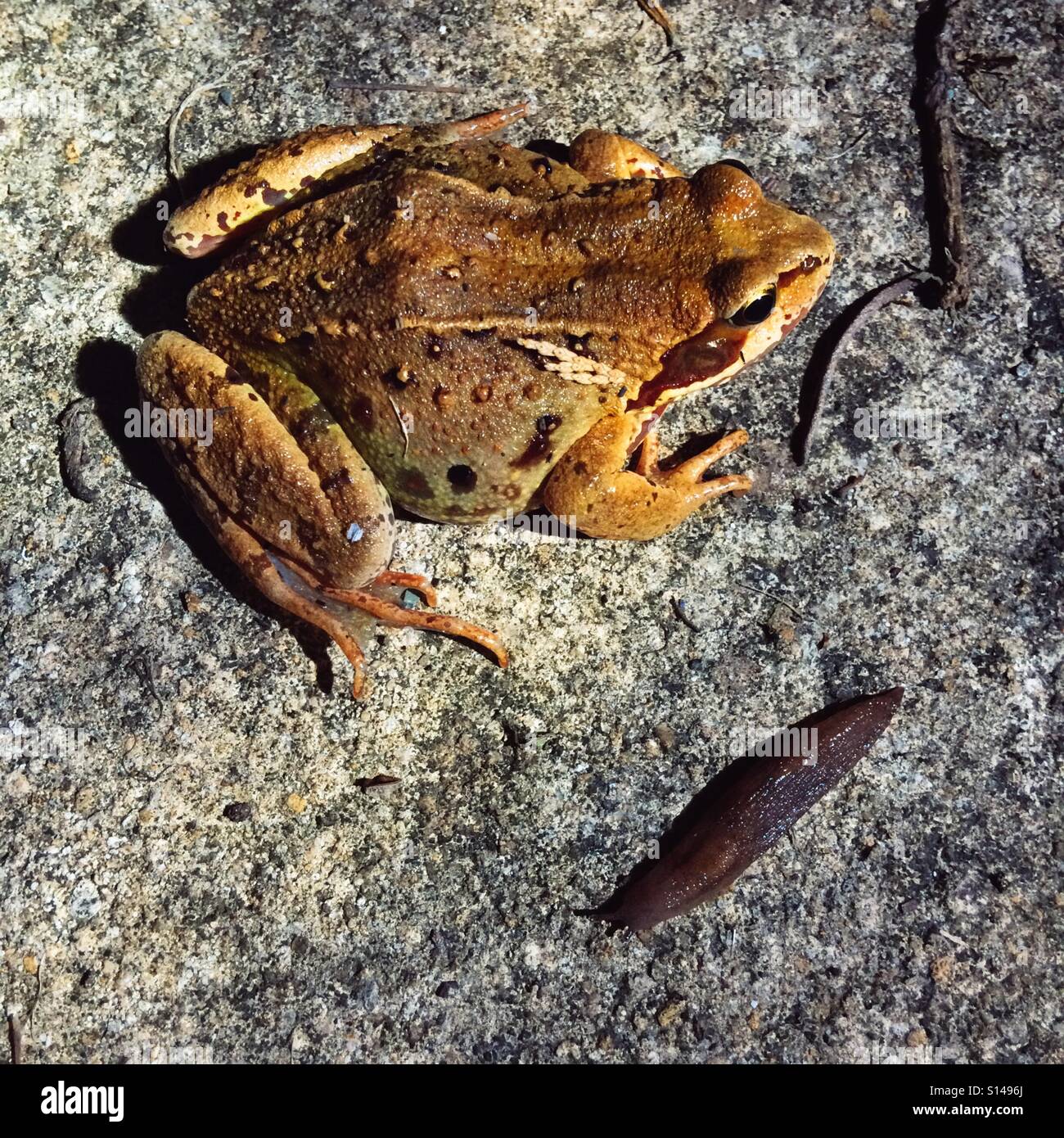 Frog hunting a slug, Hampshire, England, United Kingdom. - Smartphone Captured Stock Image