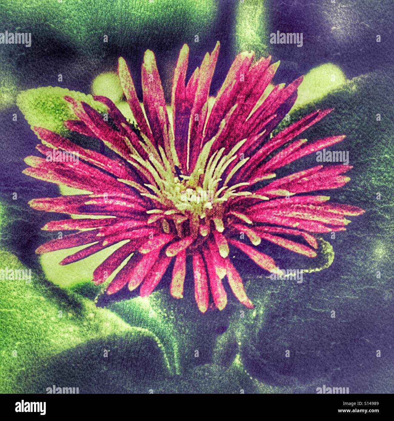 Aptenia cordifolia, Heartleaf iceplant - Smartphone Captured Stock Image