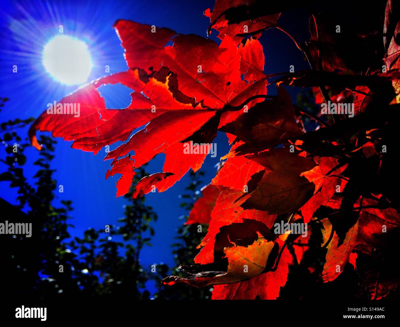 Back lit and hail damaged autumn leaf - Smartphone Captured Stock Image