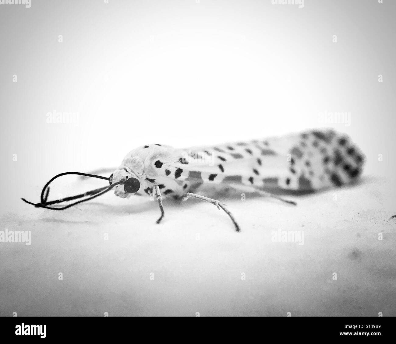 My Image 4