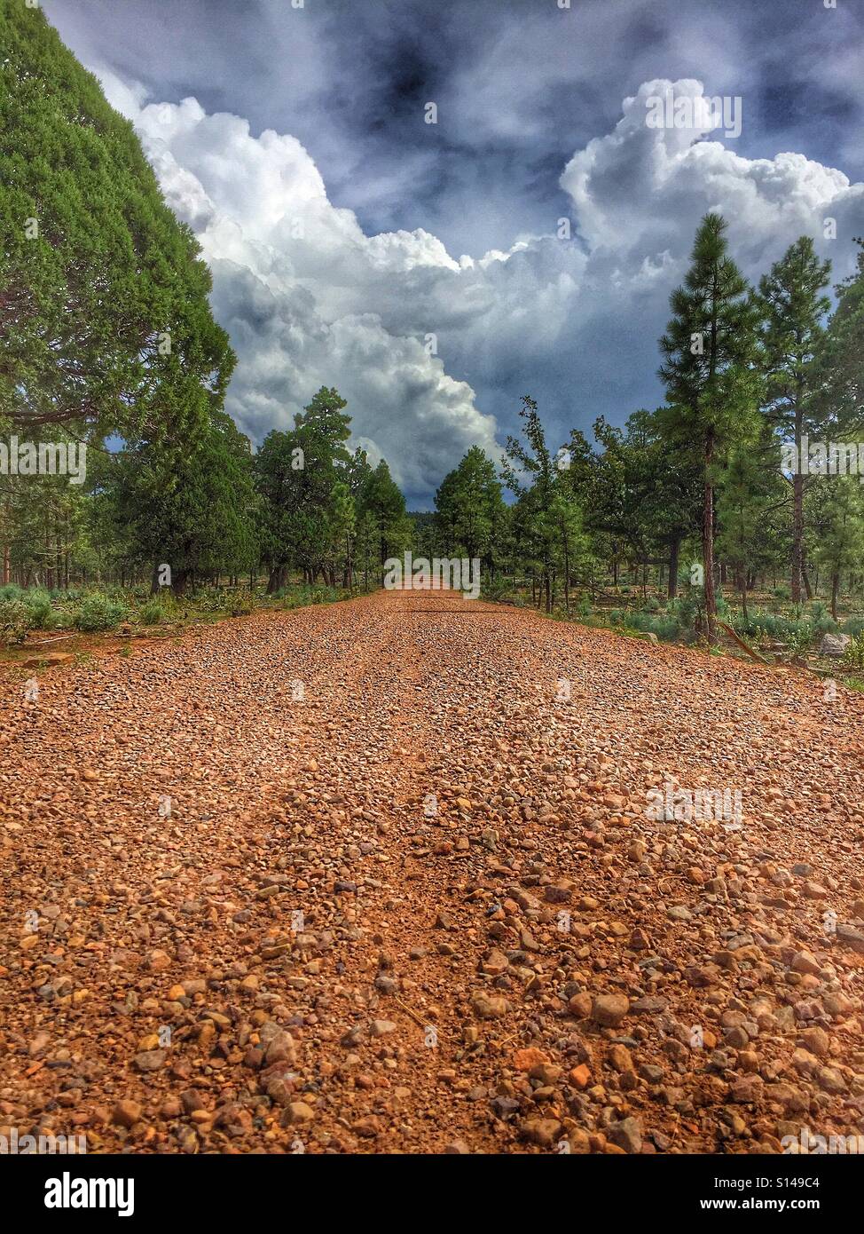 Gravel road forest hi-res stock photography and images - Alamy
