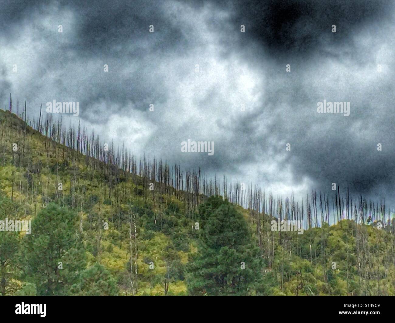 Burnt trees on ridge top with storm clouds. Arizona. Sitgreaves national forest. USA Stock Photo