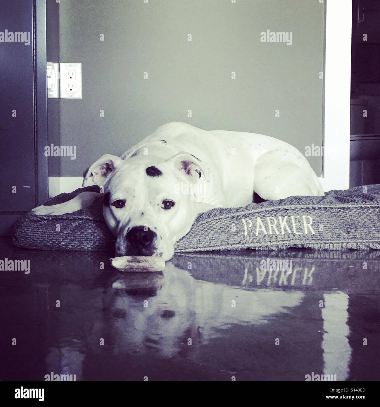 Dog on bed in office Stock Photo Alamy