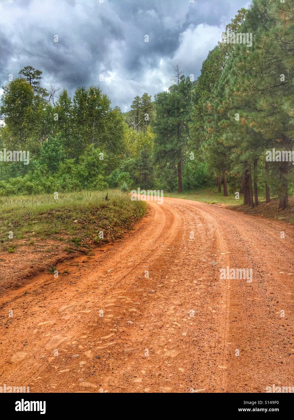 Forest Road through pine forest. Arizona's Sitgreaves national forest. USA Stock Photo