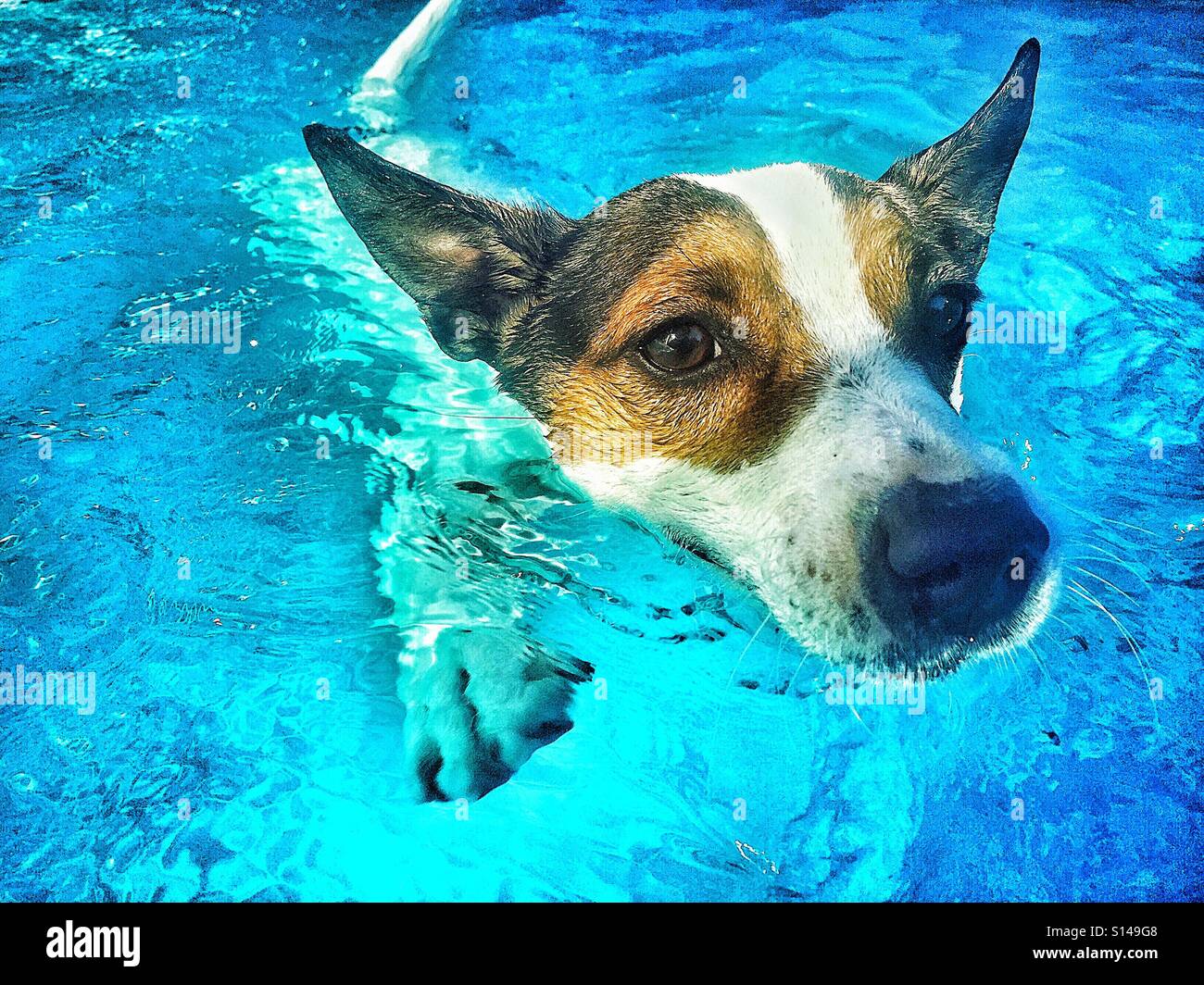 Close up shot of dog swimming in outdoors swimming pool. - Smartphone Captured Stock Image