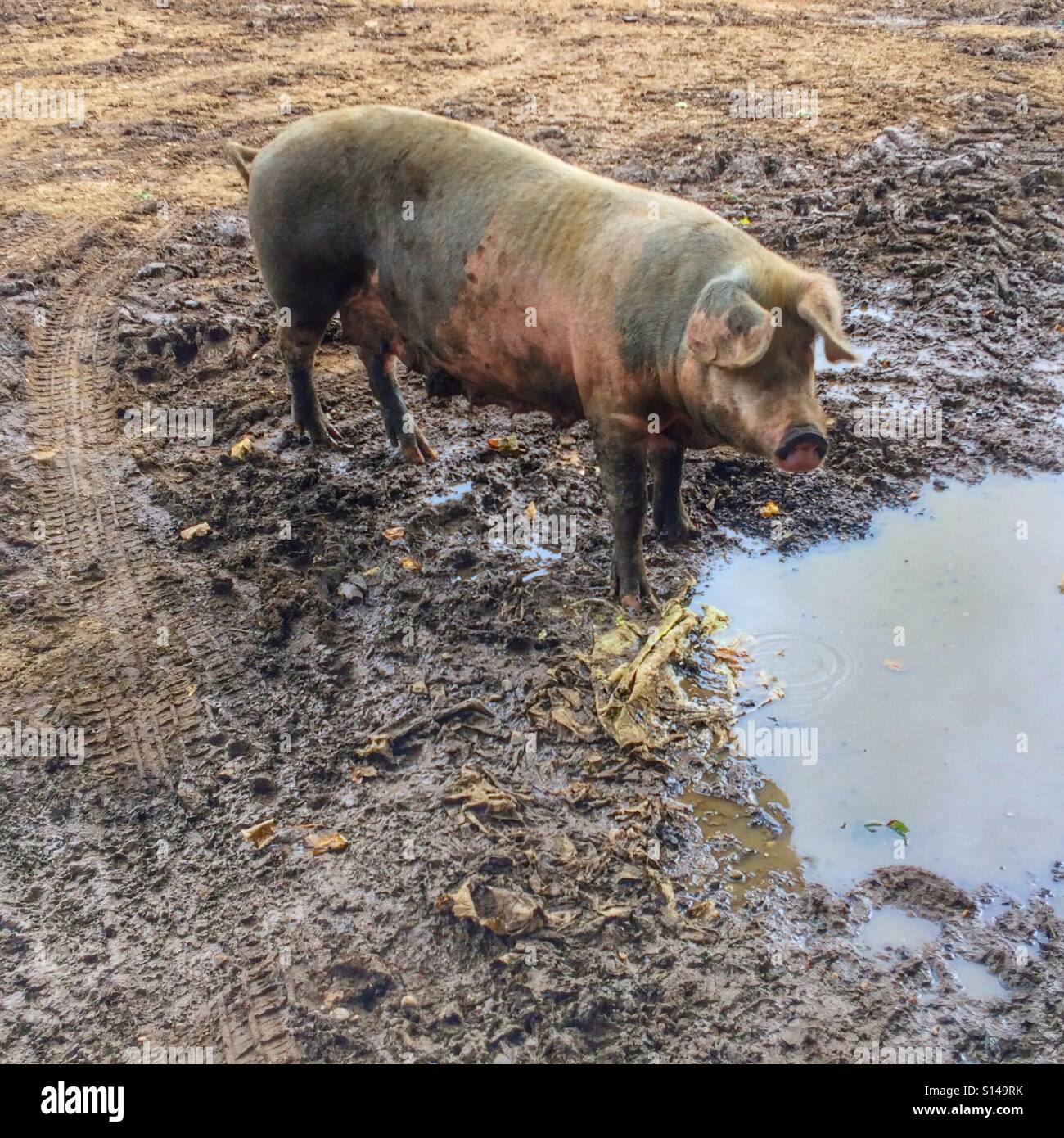 Sow farming hi res stock photography and images Alamy Sow farming hi res stock photography and images Alamy
