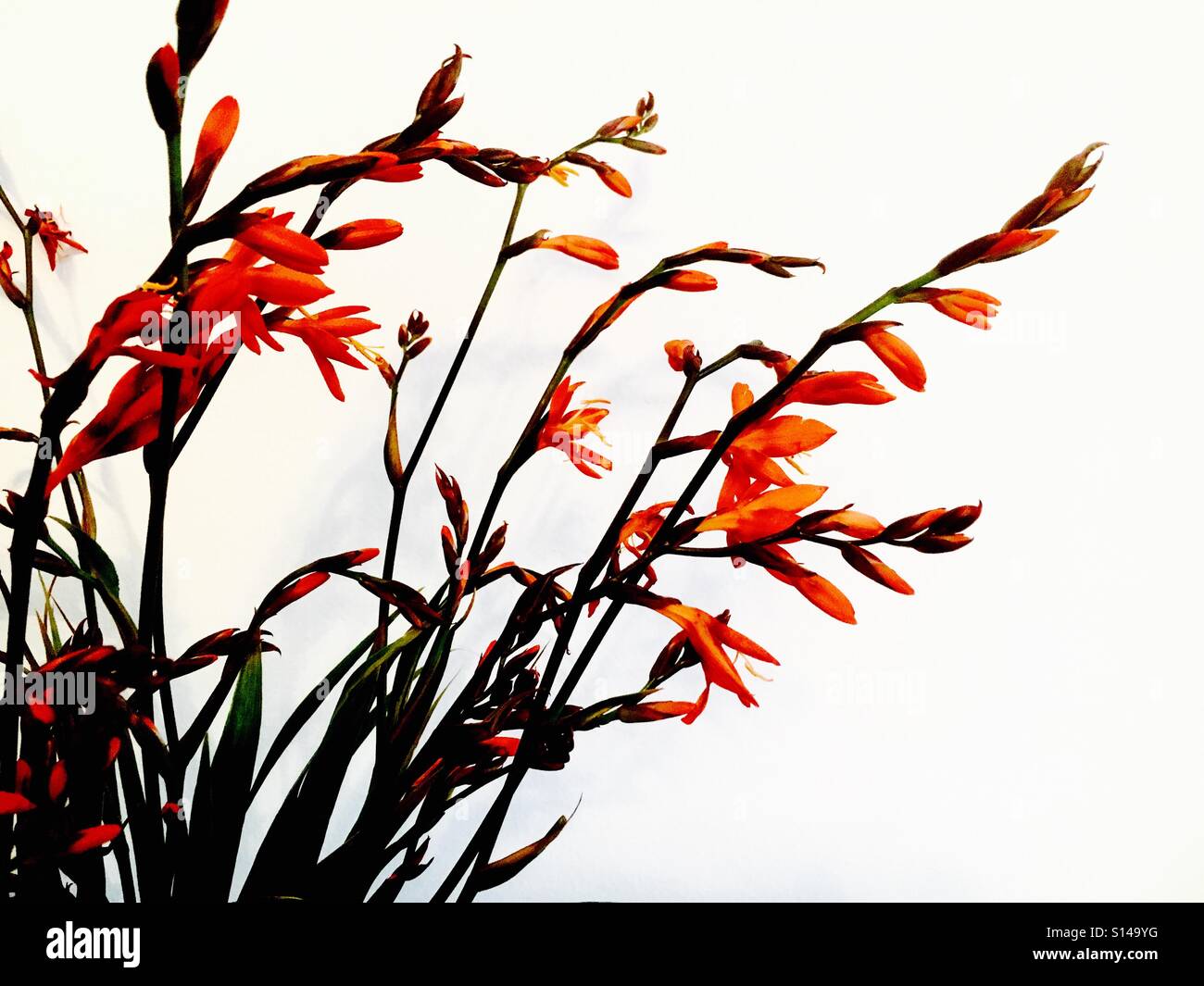 Crocosmia Firecracker flower and plant - Smartphone Captured Stock Image