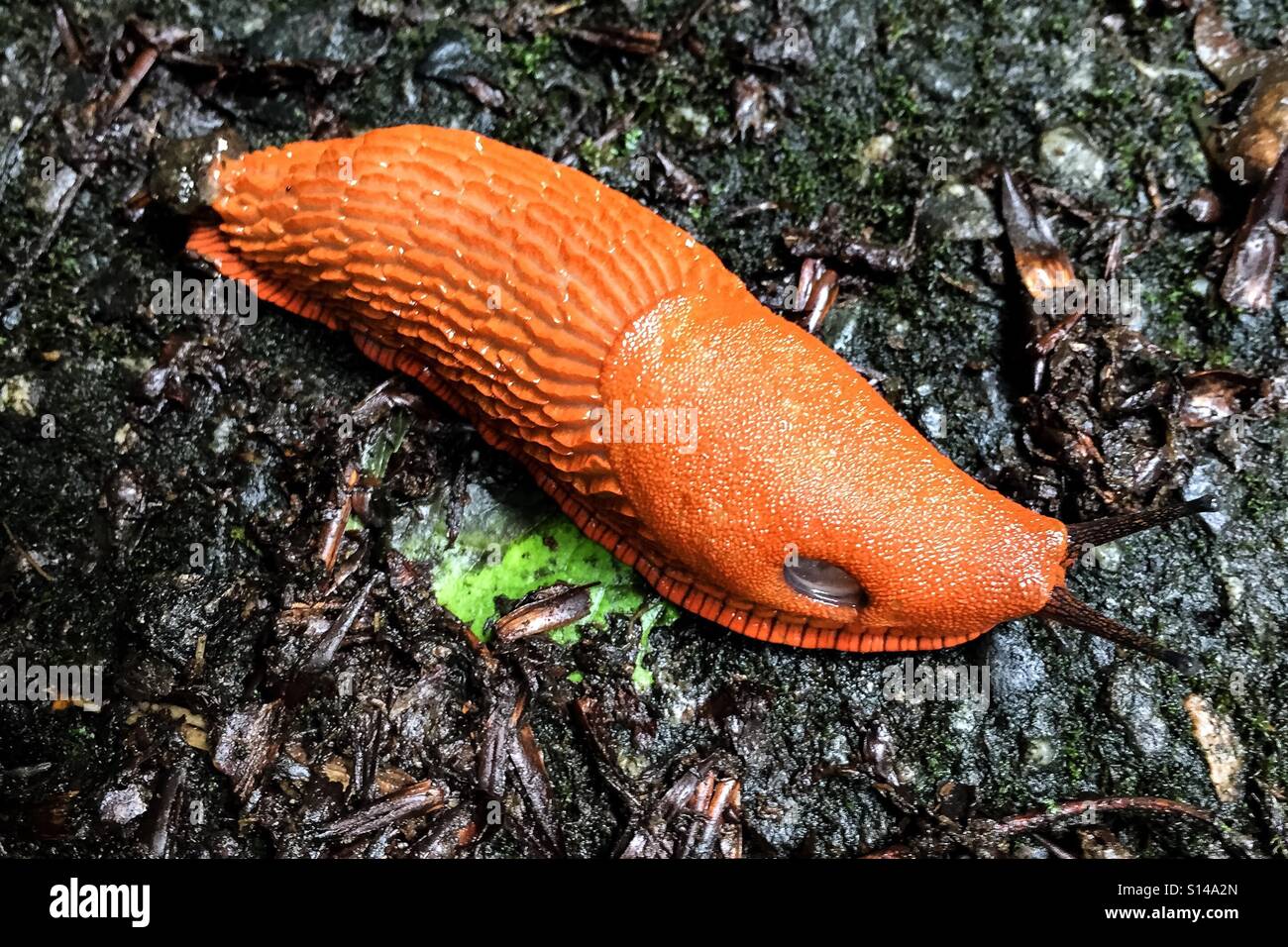 Рыжий слизень дыхательная система. Рыжие слизни в москве. Слизняк рыжий испанский. Рыжий слизень дыхательная система. Слизень бурый.