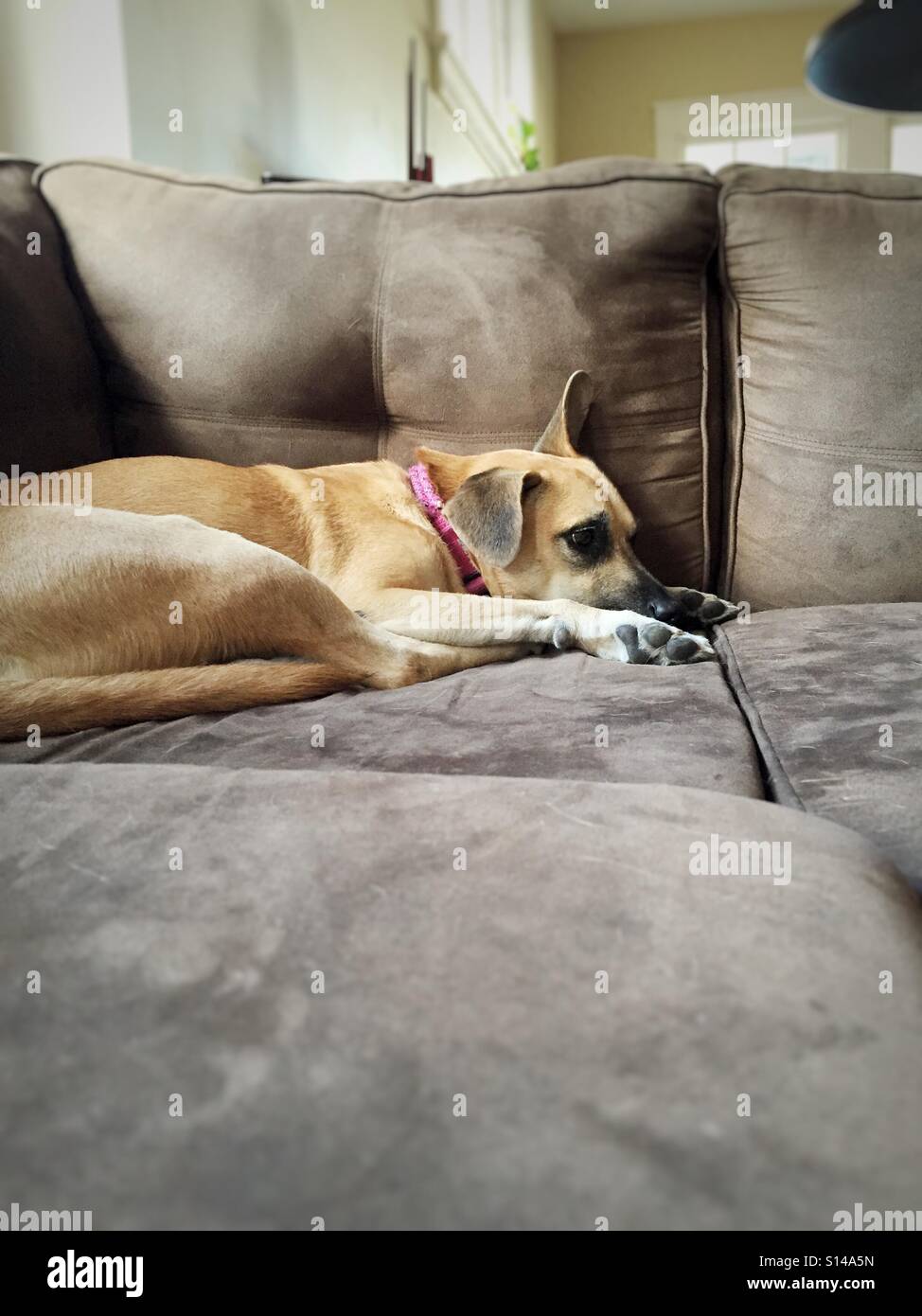 Dog resting on couch Stock Photo