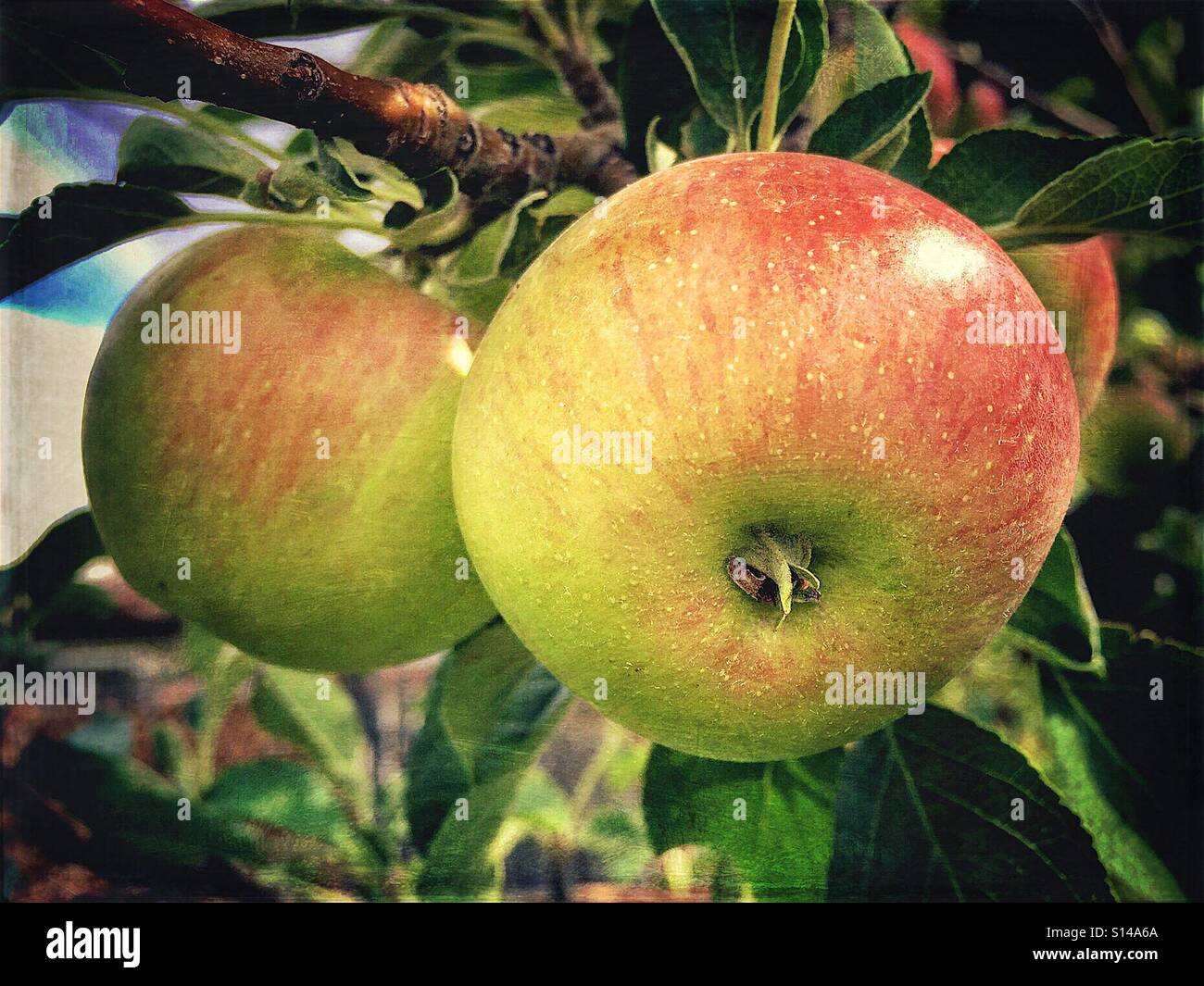 Autumn apples ripening on the tree Stock Photo - Alamy