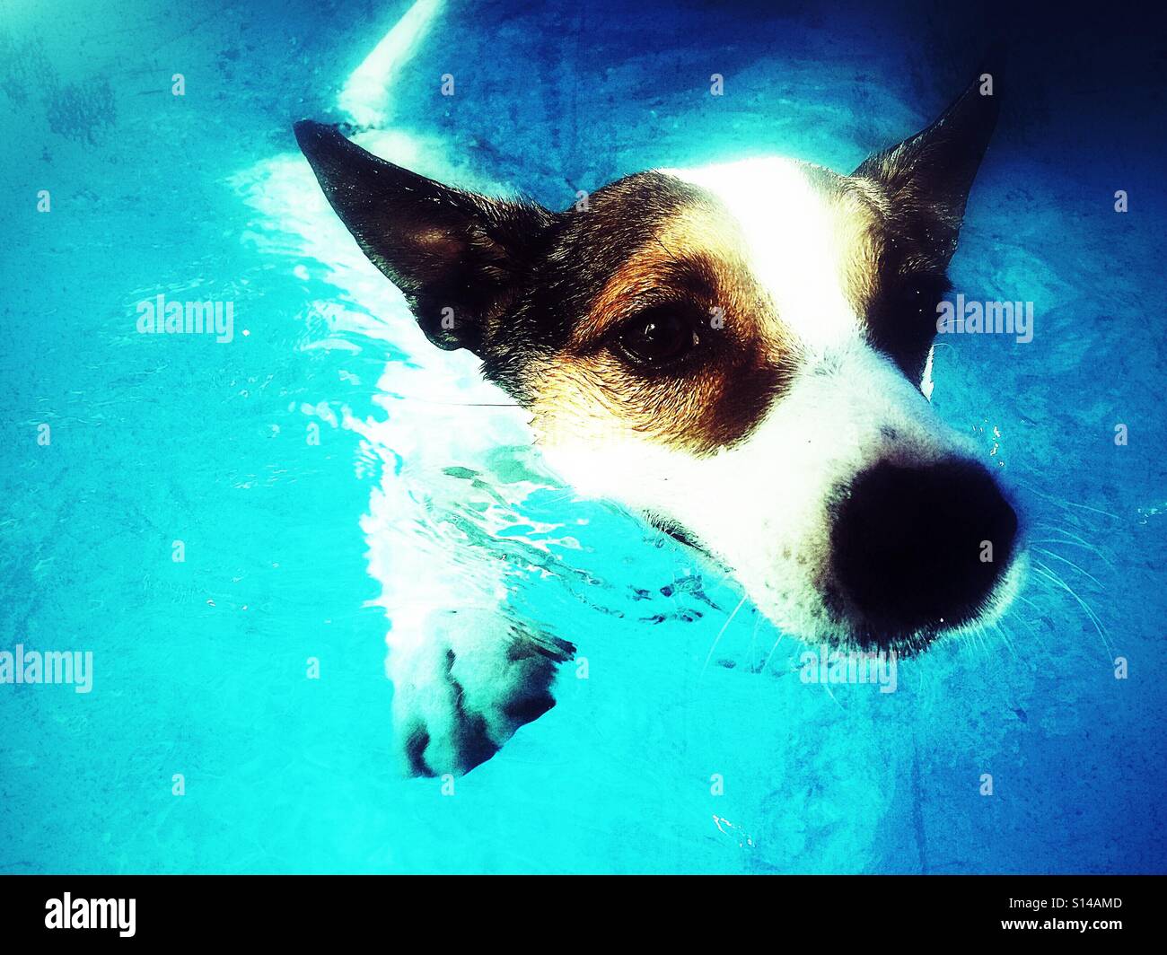 Dog swimming towards camera in blue waters outdoors. - Smartphone Captured Stock Image