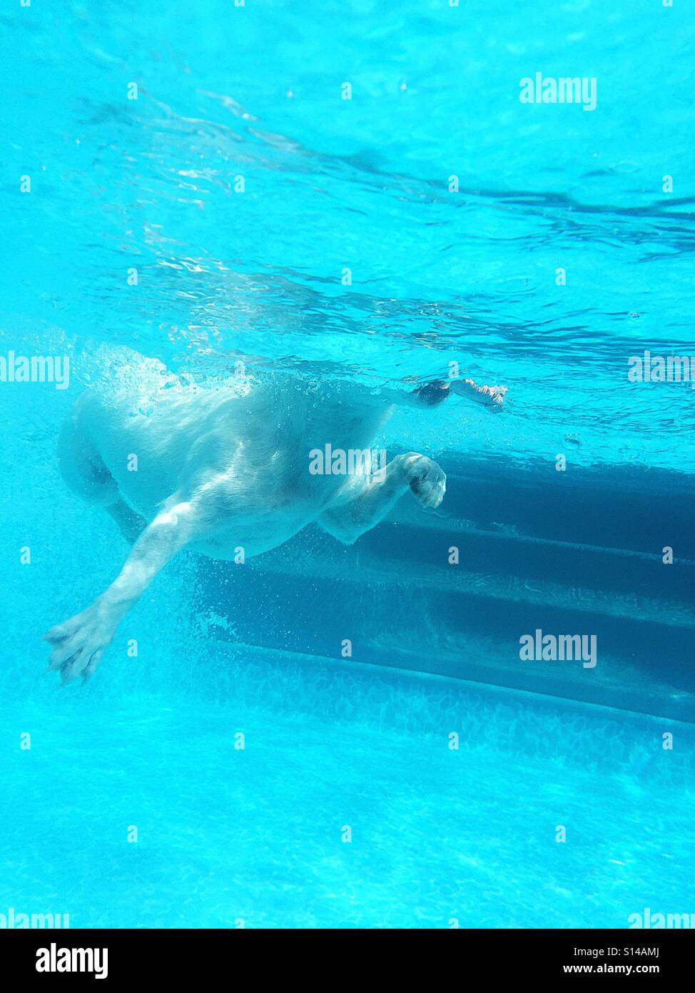 Underwater shot of dog swimming with toy fish in her mouth. - Smartphone Captured Stock Image