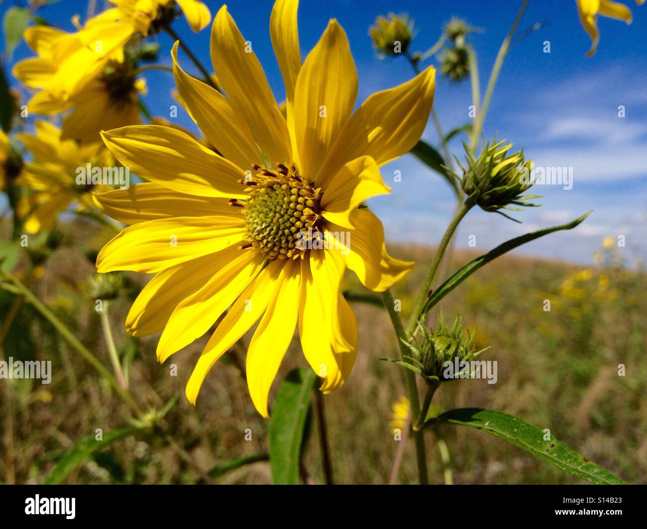 Yellow wild flowers in a field. Stock Photo