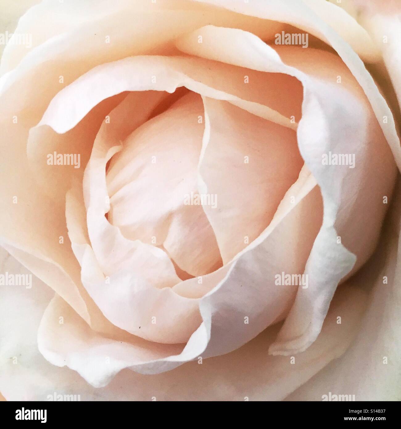 Romantic peach rose - Smartphone Captured Stock Image