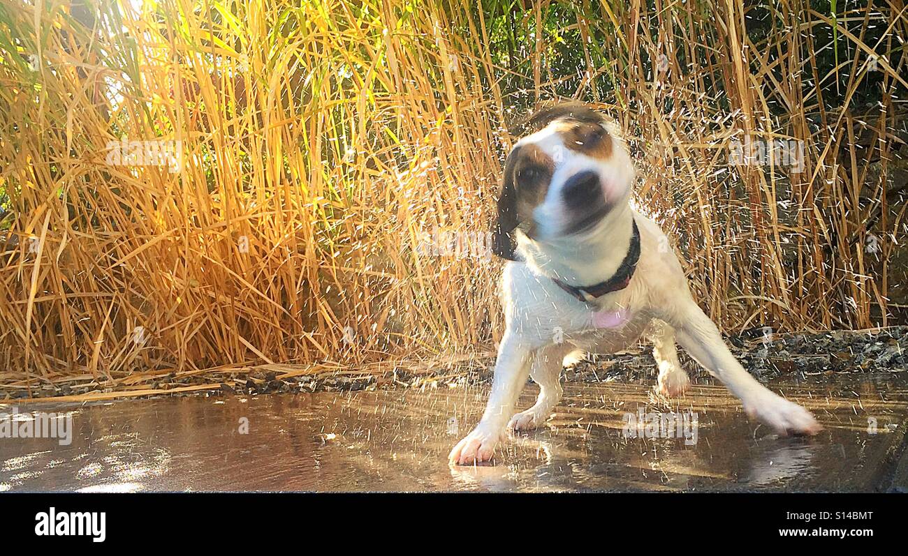 Dog shaking water off outdoors on a late summer day. Backlit, natural light. 16X9 - Smartphone Captured Stock Image