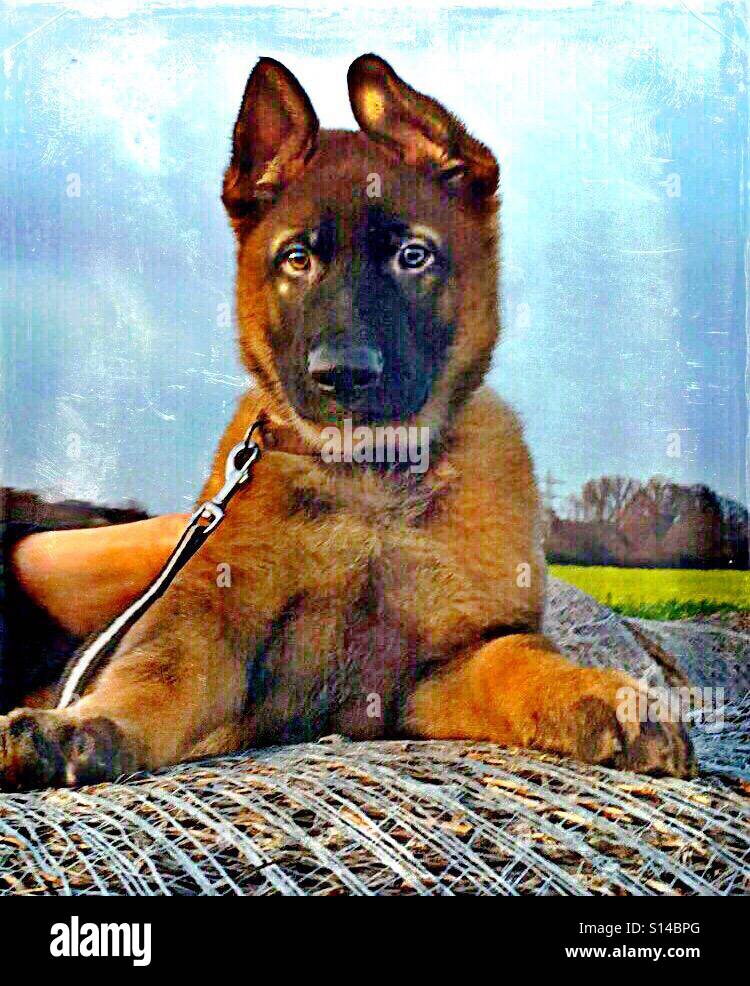 Photo inspiration: Chocolate Consumed By Young German Shepherds Reference: Young German Shepherd Dog Stock Photo