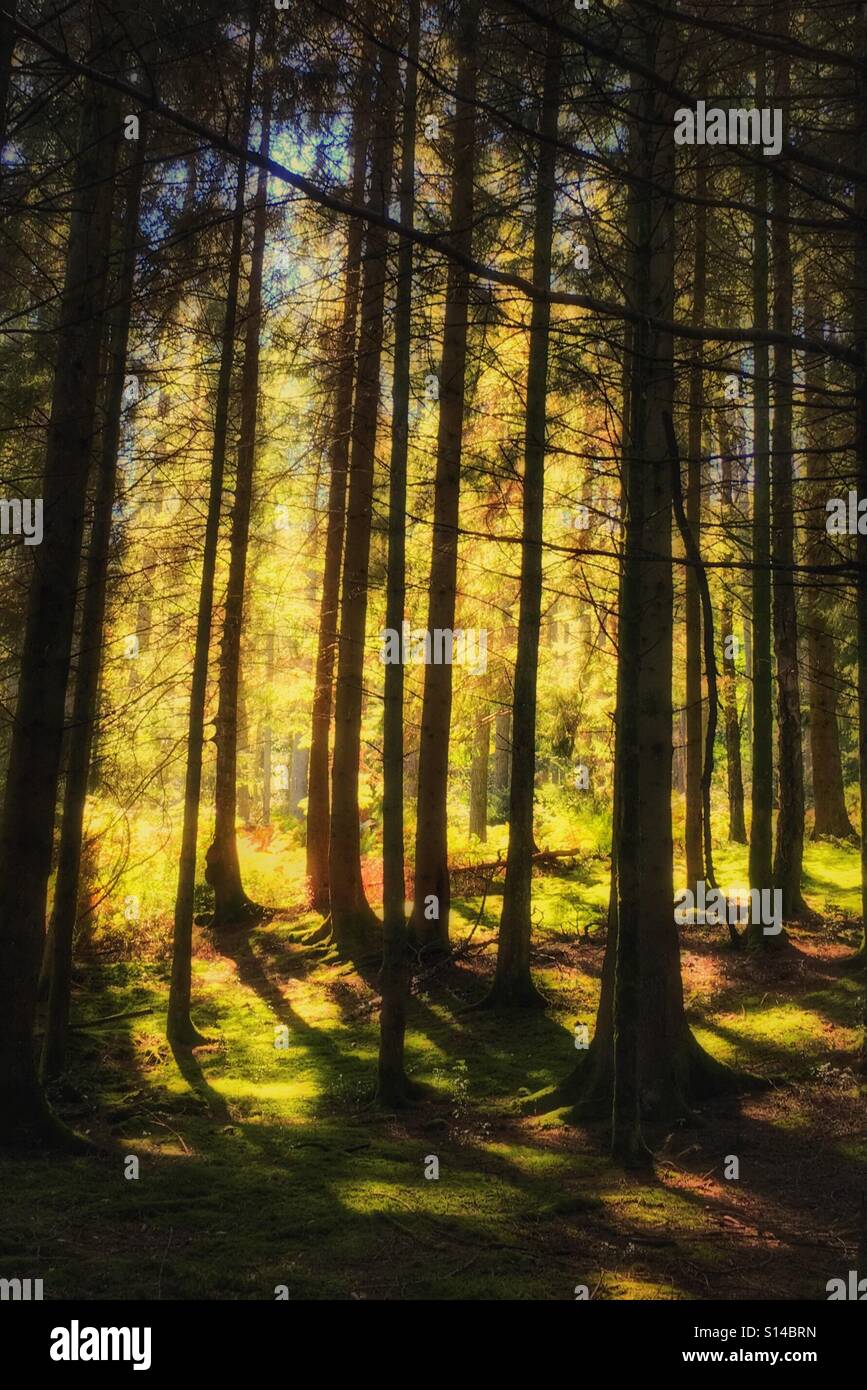 Dappled light in the forest - Smartphone Captured Stock Image