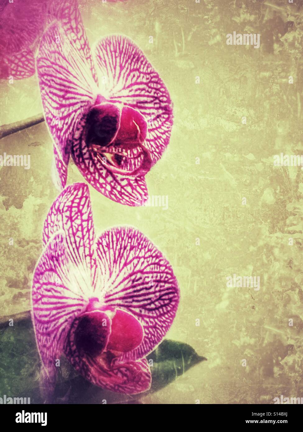 Orchid flowers with copy space Stock Photo - Alamy