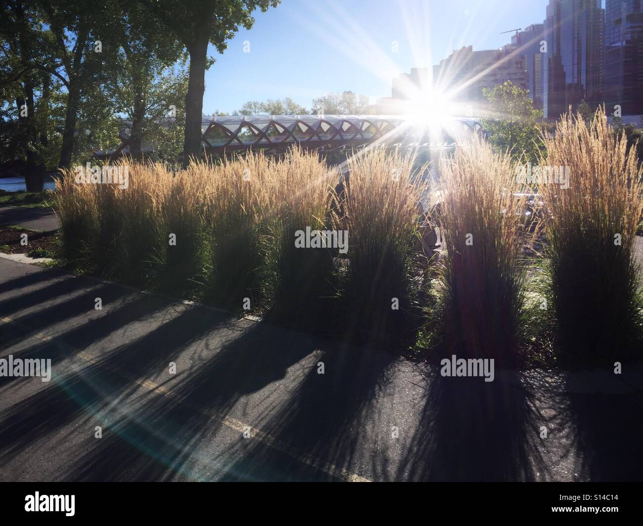 Sun reflects from the Peace Bridge over the Bow River in Calgary, Canada across decorative grasses lining the riverside pathway. - Smartphone Captured Stock Image