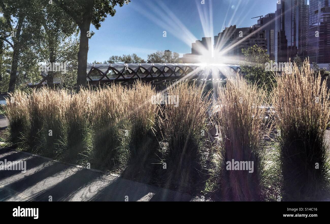 Sun reflects from the Peace Bridge over the Bow River in Calgary, Canada across decorative grasses lining the riverside pathway. - Smartphone Captured Stock Image
