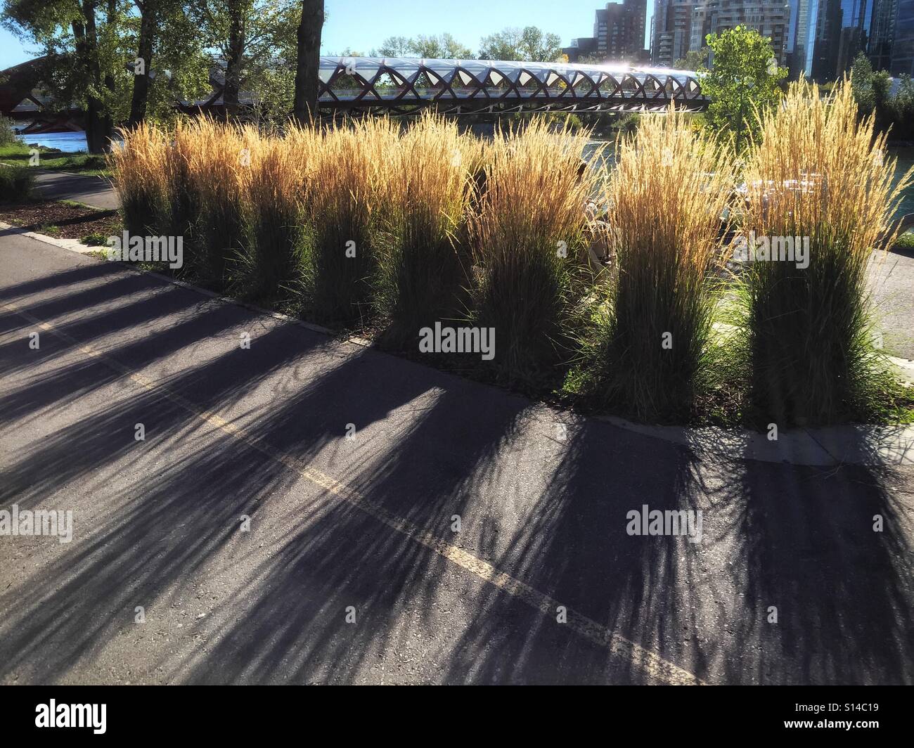 Sun shines through ornamental grasses that line the pathway near the Peace Bridge over the Bow River in Calgary, Canada. - Smartphone Captured Stock Image