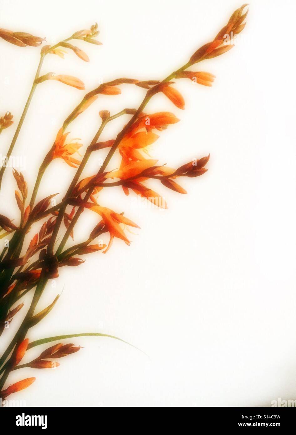 Firecracker flowers - Smartphone Captured Stock Image