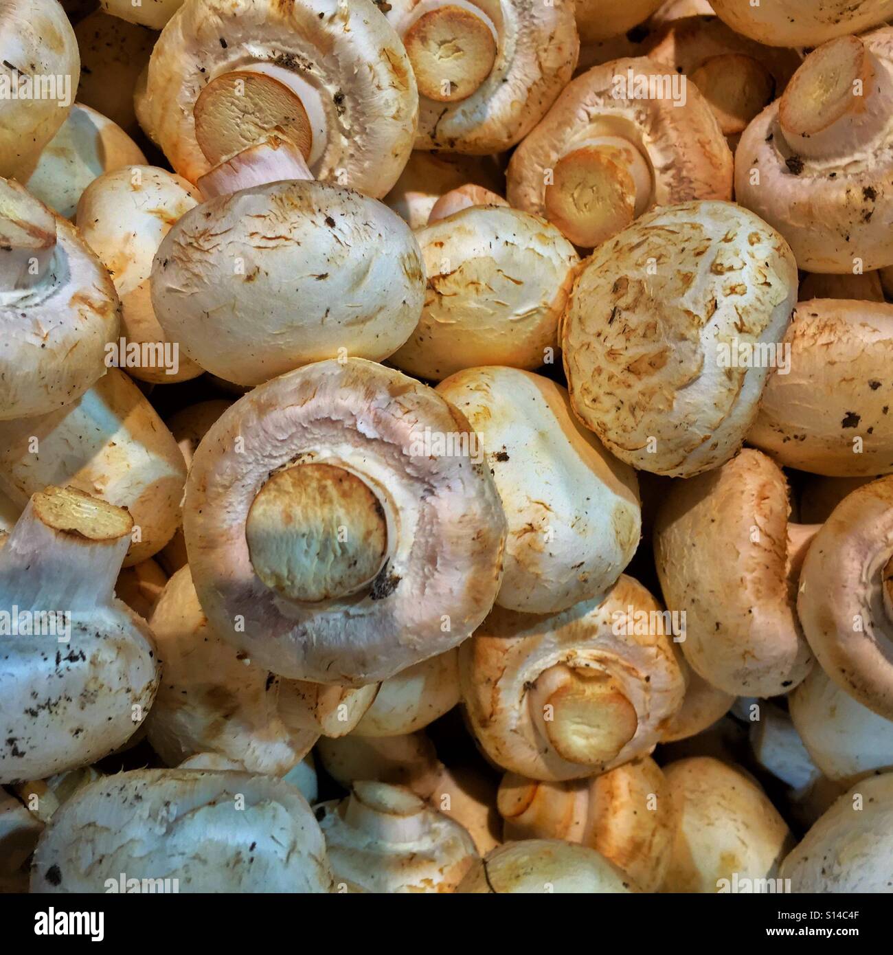 Mushrooms in a grocery store Stock Photo Alamy