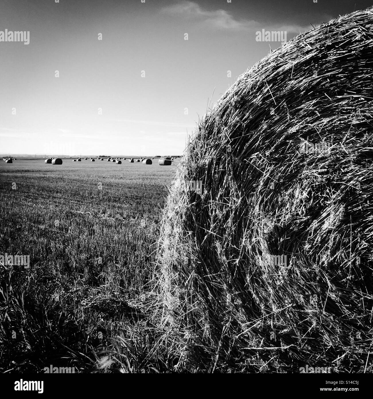 Large round hay bales in a field Stock Photo Alamy