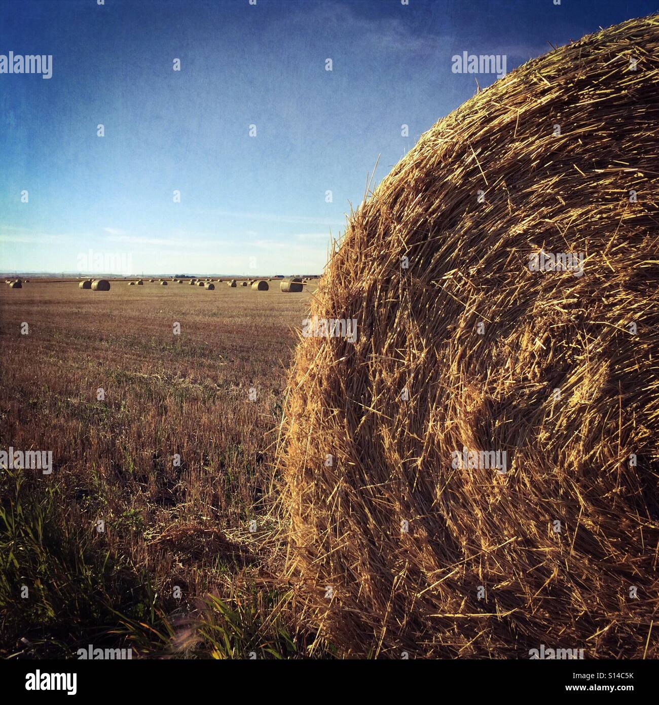 Large round hay bales in a field Stock Photo - Alamy