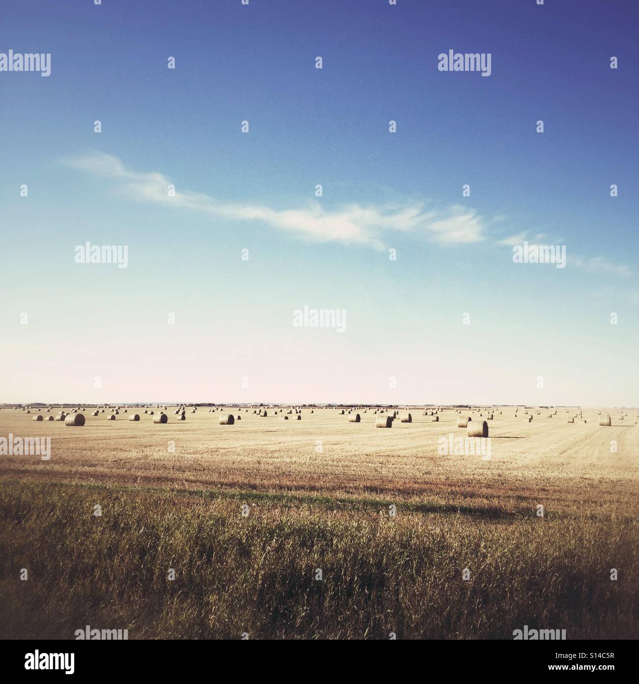 An open field of round hay bales. - Smartphone Captured Stock Image